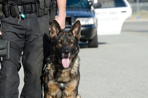 How To Become A K9 Officer Criminal Justice Programs